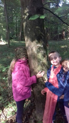 Wie Riecht Ein Baum